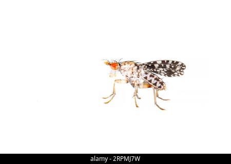 Horn Fly (Trypetoptera punctulata), vista laterale, ritaglio, Paesi Bassi Foto Stock