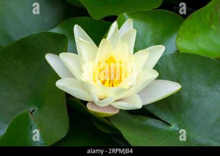 Ninfea (Nymphaea), varietà Moorei, Baden-Wuerttemberg, Deut Foto Stock