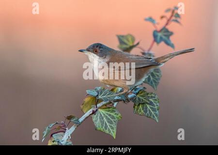 Parula sarda (Sylvia melanocephala), maschio immaturo, Italia, Toscana Foto Stock