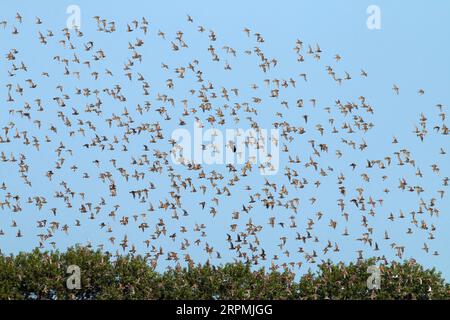 plover d'oro europeo (Pluvialis apricaria), affluisce in volo sui Paesi Bassi durante la fine dell'estate, Paesi Bassi Foto Stock