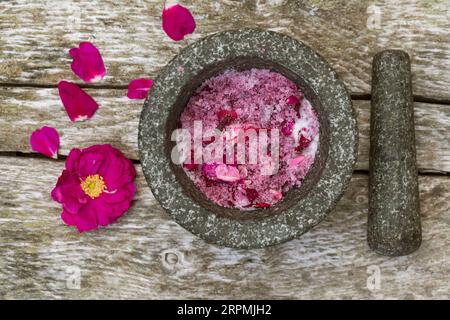 Rosa rugosa, rosa giapponese (Rosa rugosa), sale di fiori di rosa autoctoni Foto Stock