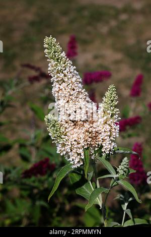 Fioritura fiori di buddleja davidii iin un giardino estivo. Fiori che farfalle amore Foto Stock