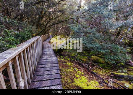 La popolare passeggiata incantata e il paesaggio in un fresco pomeriggio primaverile a Cradle Mountain, Tasmania, Australia Foto Stock