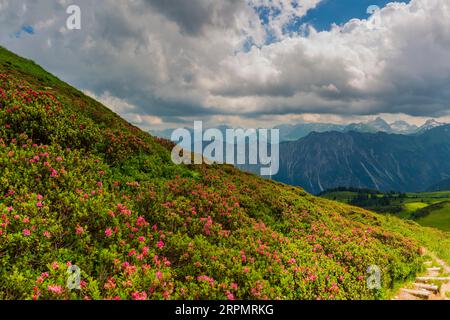 Fioritura delle rose alpine, panorama da Fellhorn, 2038m, a Hoefats, 2259m, e altre montagne Allgaeu, Alpi Allgaeu, Allgaeu, Baviera, Germania Foto Stock