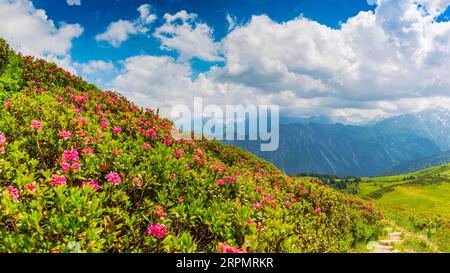 Fioritura delle rose alpine, panorama da Fellhorn, 2038m, a Hoefats, 2259m, e altre montagne Allgaeu, Alpi Allgaeu, Allgaeu, Baviera, Germania Foto Stock
