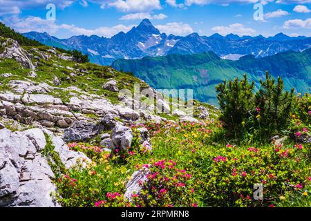 Rosa alpina, rododendro, sentiero di Koblat sul Nebelhorn, dietro di esso l'Hochvogel, 2592m, Alpi Allgaeu, Allgaeu, Baviera, Germania Foto Stock