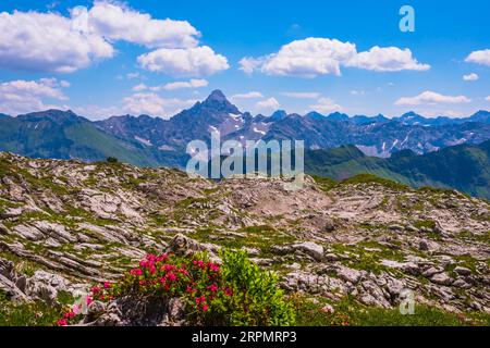 Rosa alpina, rododendro, sentiero di Koblat sul Nebelhorn, dietro di esso l'Hochvogel, 2592m, Alpi Allgaeu, Allgaeu, Baviera, Germania Foto Stock