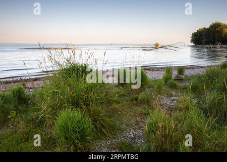 Isola nel lago di Costanza, alba, bagliore mattutino, estate, legno morto, estate, foce del fiume Argen, Langenargen, Baden-Wuerttemberg, Germania Foto Stock