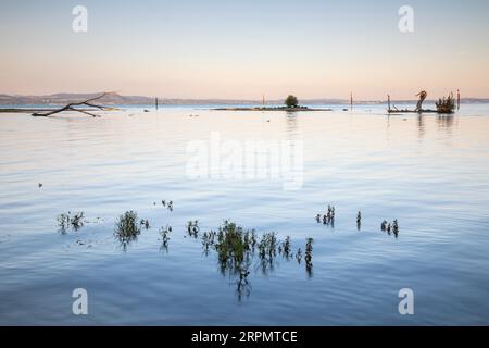 Isola nel lago di Costanza, alba, bagliore mattutino, estate, legno morto, estate, foce del fiume Argen, Langenargen, Baden-Wuerttemberg, Germania Foto Stock