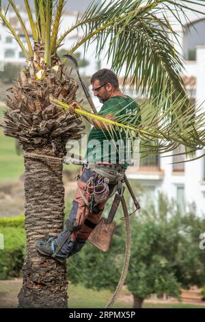 Uomo che lavora in quota per tagliare rami da una palma Foto Stock