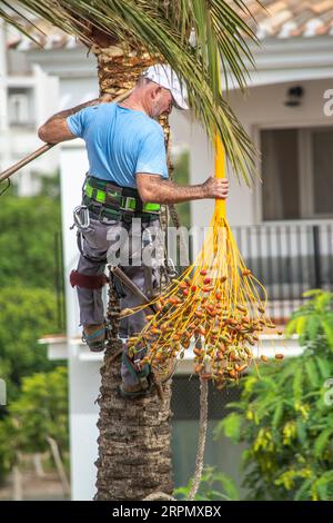 Uomo che lavora in quota per tagliare rami da una palma Foto Stock