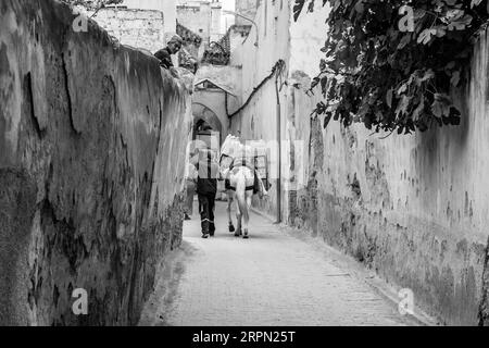 Un mulo utilizzato per il trasporto e la consegna di carichi pesanti nelle strette strade di Fez el Bali, la vecchia medina di Fez, in Marocco, Nord Africa. Foto Stock