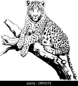 Gatto leopardo, seduto sull'albero. Illustrazione disegnata a mano per tatuaggi, emblema, badge, stampa t-shirt. Incisione di animali selvatici. Classico stile vintage Illustrazione Vettoriale