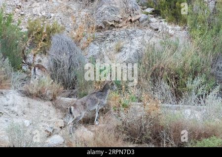 Capra pyrenaica hispanica, stambecco spagnolo nelle montagne dell'Andalusia Spagna Foto Stock