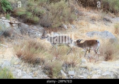 Capra pyrenaica hispanica, stambecco spagnolo nelle montagne dell'Andalusia Spagna Foto Stock