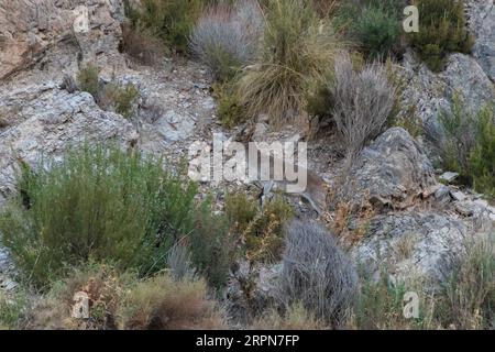 Capra pyrenaica hispanica, stambecco spagnolo nelle montagne dell'Andalusia Spagna Foto Stock