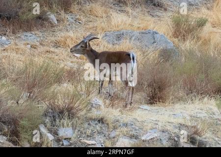 Capra pyrenaica hispanica, stambecco spagnolo nelle montagne dell'Andalusia Spagna Foto Stock