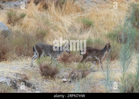 Capra pyrenaica hispanica, stambecco spagnolo nelle montagne dell'Andalusia Spagna Foto Stock