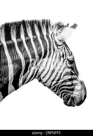 Una zebra di profilo su sfondo bianco. Foto Stock