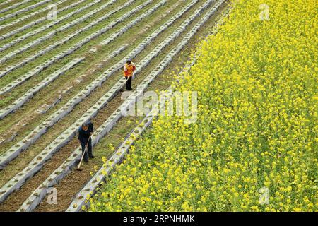 200229 -- CHONGQING, 29 febbraio 2020 -- foto scattata il 27 febbraio 2020 mostra gli abitanti del villaggio che lavorano in un campo nel villaggio Changshan di Shijia Town a Qianjiang, nel sud-ovest della Cina, nella municipalità di Chongqing. Gli agricoltori sono stati impegnati di recente a svolgere la produzione agricola quando il tempo si riscalda. Foto di /Xinhua CHINA-SPRING-FARMING CN YangxMin PUBLICATIONxNOTxINxCHN Foto Stock