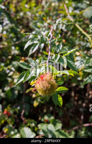 Il cuscino di Robin (gall bedeguar rosa), una crescita innocua causata da una specie di vespa (Diplolepis rosae) su una rosa selvatica, Frensham, Surrey Foto Stock