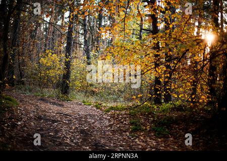 scena autunnale in campagna, dove il verde giallo e rosso vivace crea un bellissimo motivo astratto tra le bellezze naturali della foresta Foto Stock