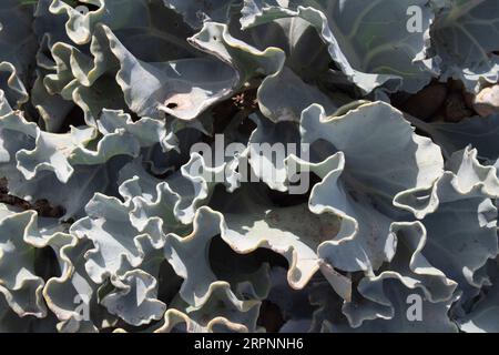 Sea Kale - Crambe maritima - cresce sulla spiaggia di Dungeness, Kent, Inghilterra, Regno Unito Foto Stock