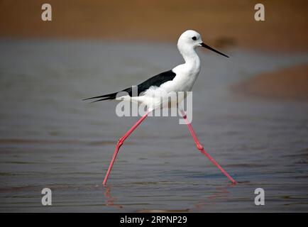 Palafitte alate nere che si nutrono del fiume Chambal in India Foto Stock
