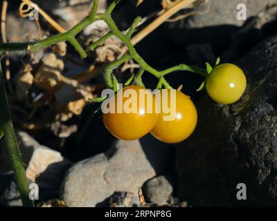 Pomodori ciliegini selvatici biologici non maturi che crescono in natura, tra le altre piante selvatiche, sulla riva del fiume. Oeiras, Portogallo. Foto Stock