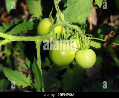 Pomodori selvatici biologici non maturi che crescono in natura, tra le altre piante selvatiche, sulla riva di un fiume. Oeiras, Portogallo. Foto Stock