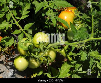 Pomodori ciliegini selvatici biologici non maturi che crescono in natura, tra le altre piante selvatiche, sulla riva del fiume. Oeiras, Portogallo. Foto Stock