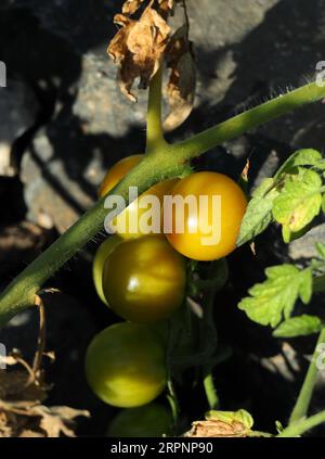 Pomodori ciliegini selvatici biologici non maturi che crescono in natura, tra le altre piante selvatiche, sulla riva del fiume. Oeiras, Portogallo. Foto Stock