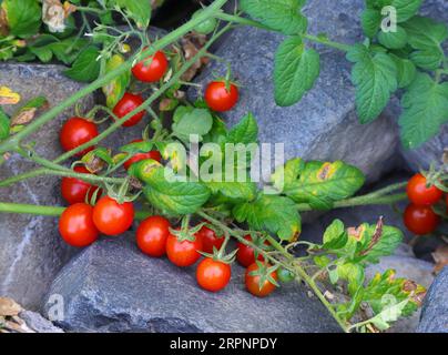 Pomodori ciliegini selvatici biologici maturi che crescono in natura, tra le altre piante selvatiche, sulla riva del fiume. Oeiras, Portogallo. Foto Stock