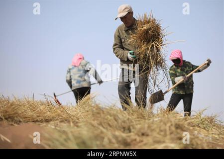 200305 -- GULANG, 5 marzo 2020 -- le persone fanno barriere di sabbia a scacchiera di paglia nella contea di Gulang, provincia del Gansu della Cina nordoccidentale, 5 marzo 2020. La popolazione locale ha iniziato di recente a svolgere lavori primaverili contro la desertificazione. Foto di /Xinhua CHINA-GANSU-SPRING-DESERT CONTROL CN MaxXiping PUBLICATIONxNOTxINxCHN Foto Stock