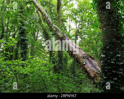 Albero parzialmente caduto addossato su un altro albero nei boschi lungo Fell Beck sulla Nidderdale Way vicino a Summerbridge Nidderdale North Yorkshire Inghilterra Foto Stock