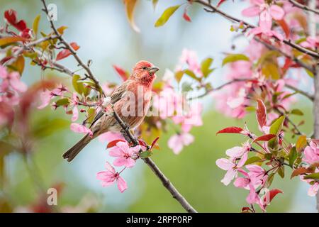 Una House Finch arroccata nel fiorente Crabapple Tree circondato da fiori rosa da sogno in un giorno di primavera. Foto Stock