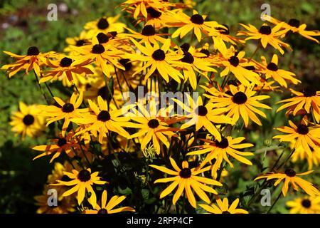 susan dagli occhi neri (Rudbeckia hirta) Foto Stock