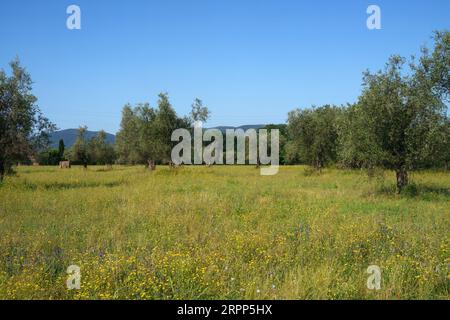 Paesaggio rurale nei pressi di Castelnuovo Magra, provincia di la Spezia, Liguria, Italia, in estate Foto Stock