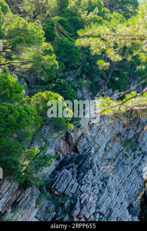 Scogliere illuminate dal sole, coperte da rami di alberi sempreverdi, a Petrovac na Moru, Montenegro. Foto Stock