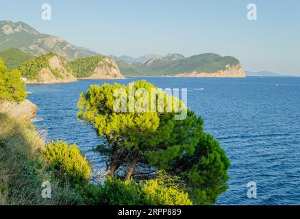 Scogliere illuminate dal sole, coperte da rami di alberi sempreverdi, a Petrovac na Moru, Montenegro. Foto Stock