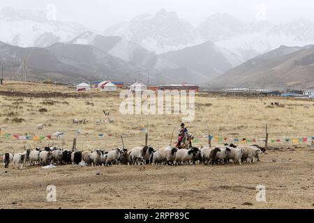 200313 -- TIANZHU, 13 marzo 2020 -- Song Tianzhu cavalca un cavallo per allevare un gregge di pecore nel villaggio di Nannigou della contea autonoma tibetana di Tianzhu, provincia del Gansu della Cina nord-occidentale, 12 marzo 2020. Sfruttando appieno le vaste praterie locali e il sostegno finanziario del governo per le regioni povere, il reddito familiare annuale della famiglia Song Tianzhu ha raggiunto 200.000 yuan circa 28.553 dollari statunitensi attraverso l'allevamento e il turismo. Inoltre, Song prese il comando nella fondazione di una cooperativa per aumentare i redditi degli altri abitanti del villaggio. Con i grandi sforzi compiuti dal governo locale An Foto Stock