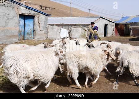 200313 -- TIANZHU, 13 marzo 2020 -- Song Tianzhu nutre un gregge di pecore nel villaggio di Nannigou della contea autonoma tibetana di Tianzhu, provincia del Gansu della Cina nord-occidentale, 12 marzo 2020. Sfruttando appieno le vaste praterie locali e il sostegno finanziario del governo per le regioni povere, il reddito familiare annuale della famiglia Song Tianzhu ha raggiunto 200.000 yuan circa 28.553 dollari statunitensi attraverso l'allevamento e il turismo. Inoltre, Song prese il comando nella fondazione di una cooperativa per aumentare i redditi degli altri abitanti del villaggio. Con i grandi sforzi compiuti dal governo locale e dagli abitanti del villaggio Foto Stock