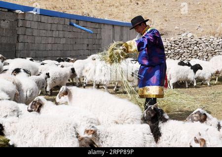 200313 -- TIANZHU, 13 marzo 2020 -- Song Tianzhu nutre un gregge di pecore nel villaggio di Nannigou della contea autonoma tibetana di Tianzhu, provincia del Gansu della Cina nord-occidentale, 12 marzo 2020. Sfruttando appieno le vaste praterie locali e il sostegno finanziario del governo per le regioni povere, il reddito familiare annuale della famiglia Song Tianzhu ha raggiunto 200.000 yuan circa 28.553 dollari statunitensi attraverso l'allevamento e il turismo. Inoltre, Song prese il comando nella fondazione di una cooperativa per aumentare i redditi degli altri abitanti del villaggio. Con i grandi sforzi compiuti dal governo locale e dagli abitanti del villaggio Foto Stock
