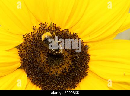 Un grande operaio di Bumble Bee dalla coda bianca visita un girasole per raccogliere il polline da riportare all'alveare. Foto Stock