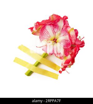 Un fiore di ippeastro rosso tagliato è fissato su una parete su uno sfondo bianco. Una pianta ideale per la casa fiorita in primavera. Tagliare fiori. Vendita di impianti bulbi Foto Stock