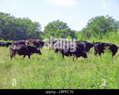 Mandria di mucche di angus nere sul prato Foto Stock