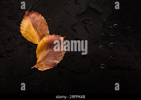 Sfondo autunnale. Ghiande e foglie Foto Stock
