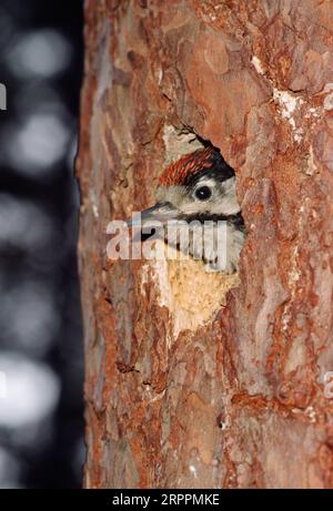 Picchio picchio (Dendrocopos Major) giovane uccello all'ingresso del buco del nido nella Pinus sylvestris (Pinus sylvestris) Abernethy Forest, Scozia Foto Stock