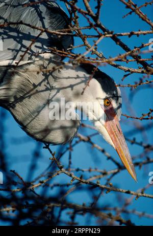 Heron grigio (Ardea cinerea) allevamento di uccelli in eroneria nella piantagione di larici, ritorno al nido, Northumberland, marzo 1988 Foto Stock