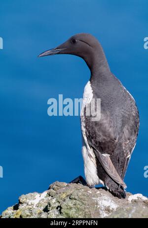 Guillemot (uria aalge) adult in Summer breeding plumage, Treshnish Isles, Inner Ebrides, Scotland, giugno 1998 Foto Stock